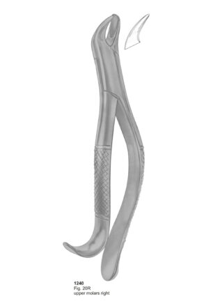 Upper Molars Right