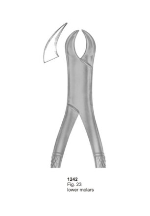 Lower Molars