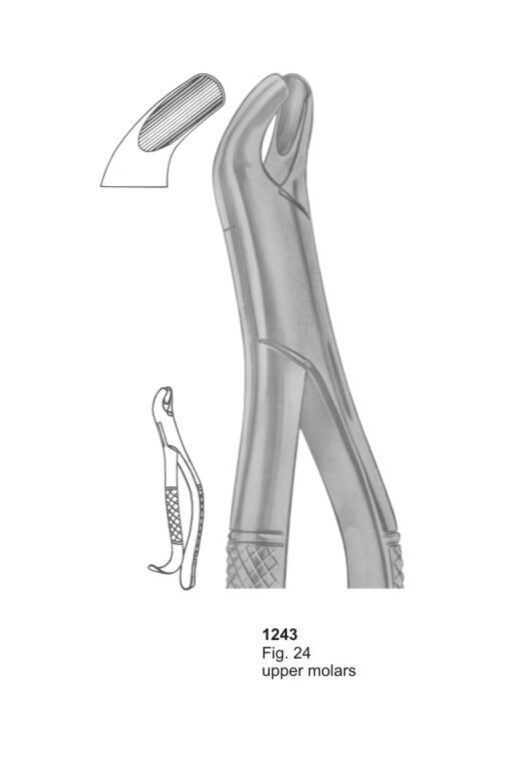 Upper Molars