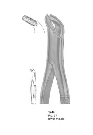 Lower Molars