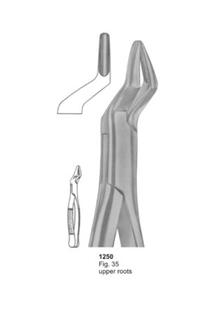 Upper Roots