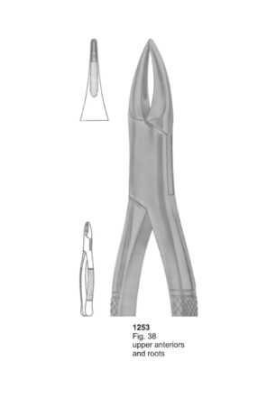 Upper Anteriors and Roots