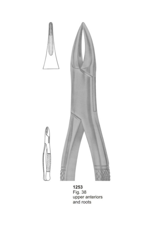 Upper Anteriors and Roots