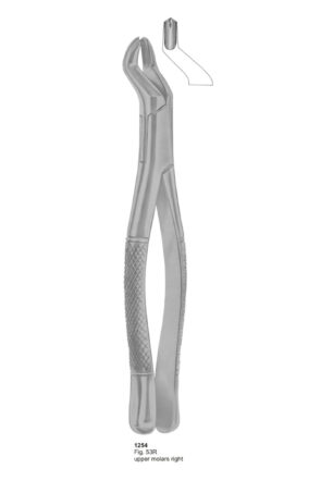 Upper Molars Right
