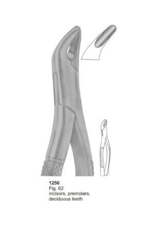 Incisors, Premolars Deciduous Teeth