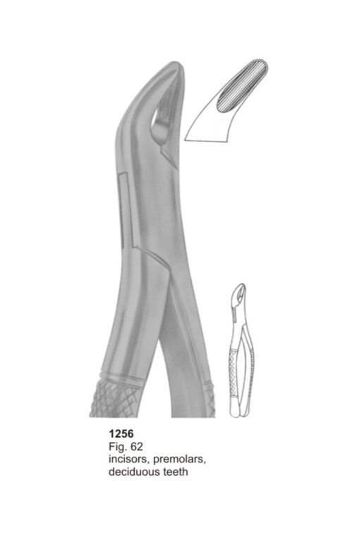 Incisors, Premolars Deciduous Teeth