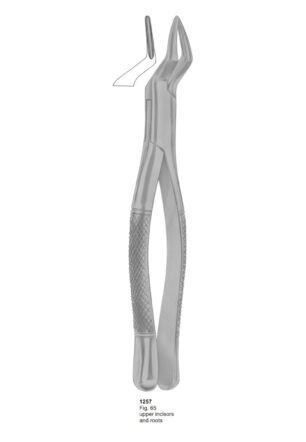 Upper Incisors and Roots