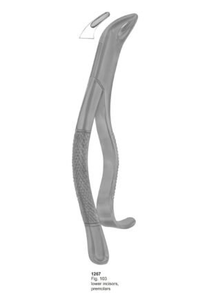 Lower Incisors, Premolars