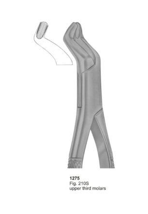Upper Third Molars