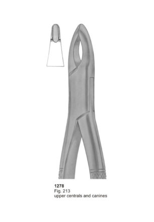 Upper Centrals and Canines