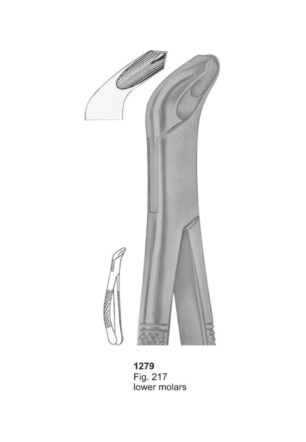 Lower Molars