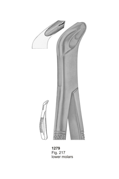 Lower Molars