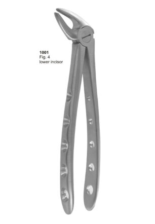 Lower Incisors