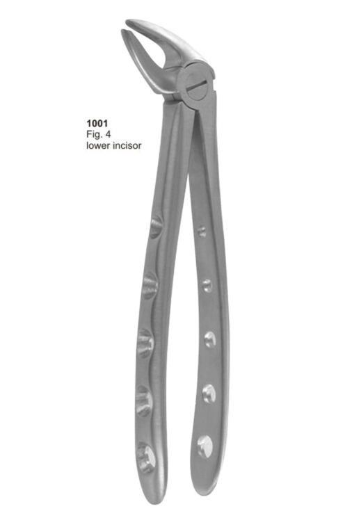 Lower Incisors