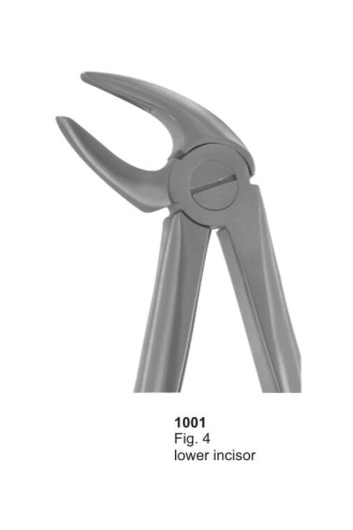 Lower Incisors - Image 3