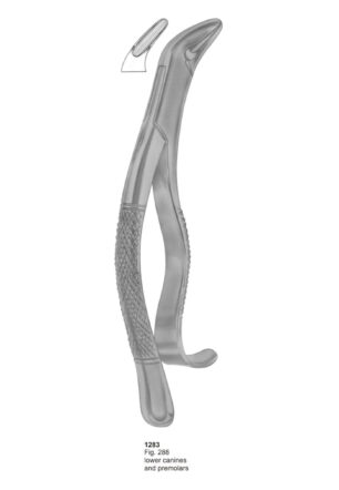 Lower Canines and Premolars