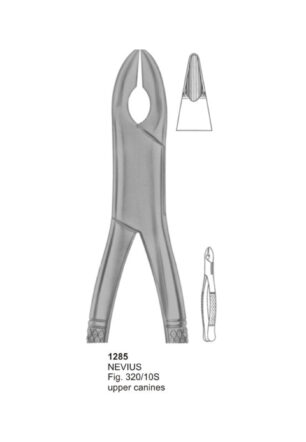 NEVIUS, Upper Canines