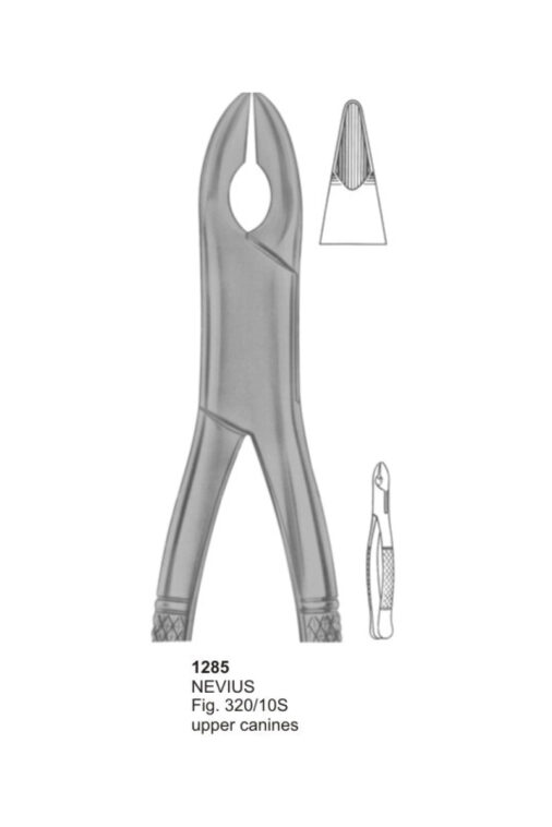 NEVIUS, Upper Canines