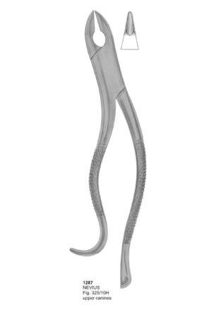 NEVIUS, Upper Canines
