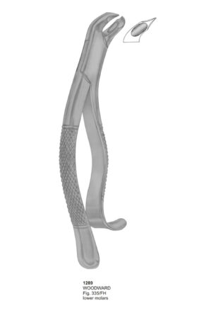 WOODWARD, Lower Molars