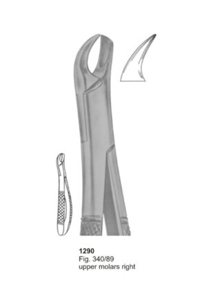 Upper Molars Right
