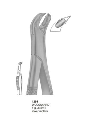 WOODWARD, Lower Molars