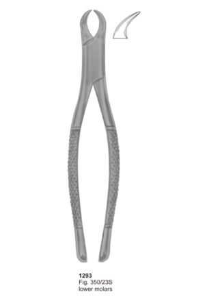 Lower Molars