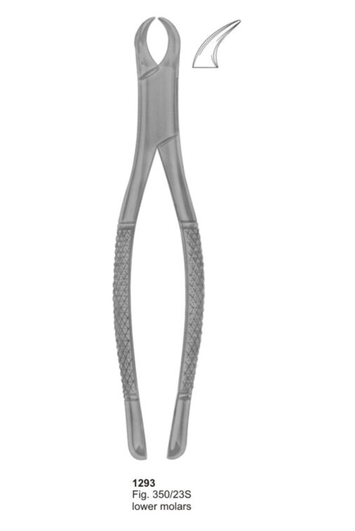 Lower Molars