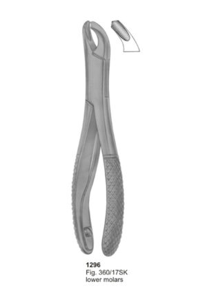 Lower Molars