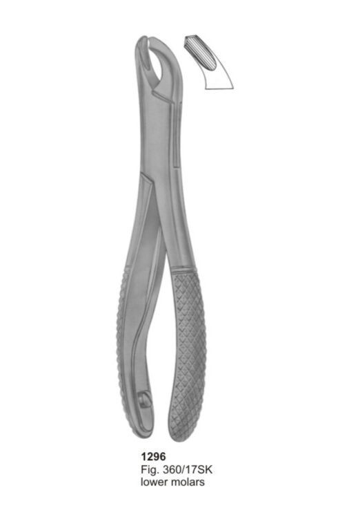 Lower Molars