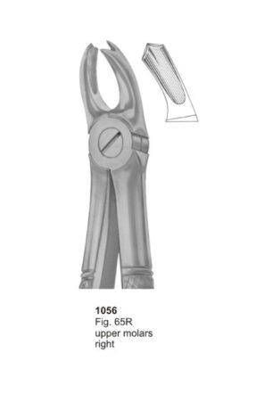 Upper Molars Right