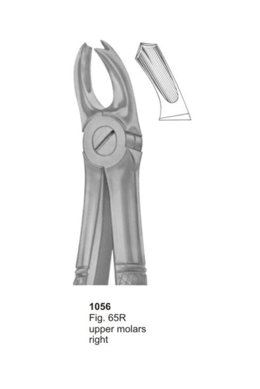 Upper Molars Right