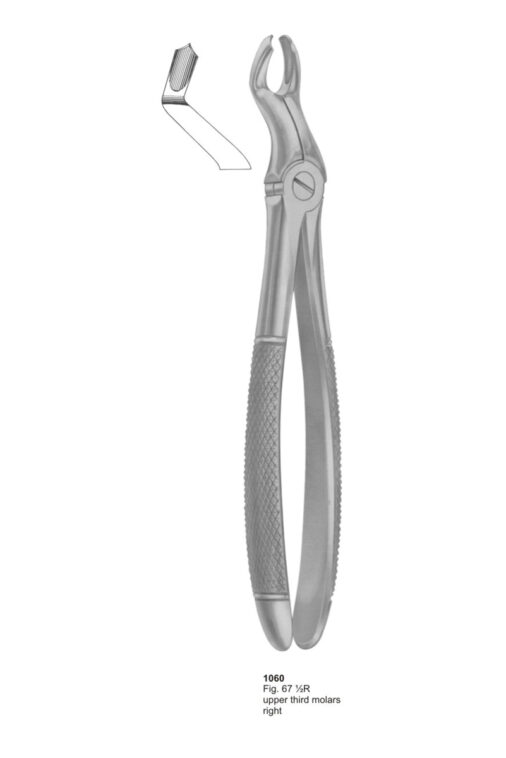 Upper Third Molars Right