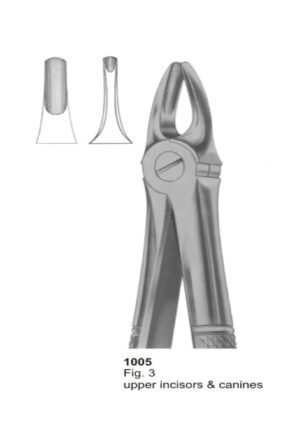 Upper Incisors & Canines
