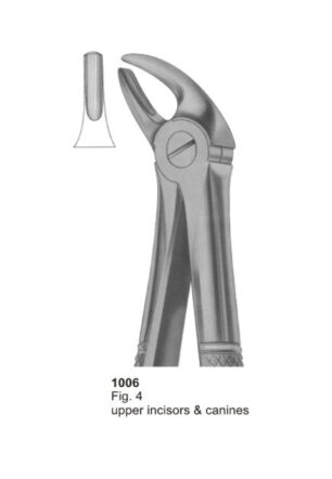 Upper Incisors & Canines