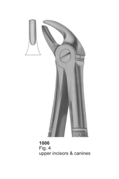 Upper Incisors & Canines