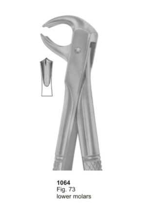 Lower Molars