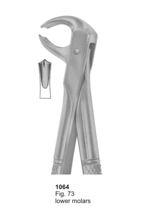 Lower Molars