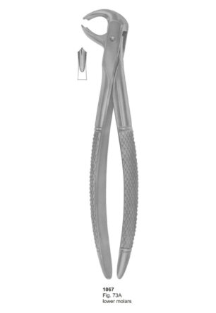Lower Molars