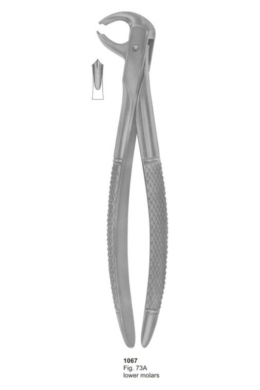 Lower Molars