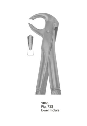 Lower Molars