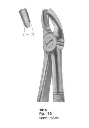 Upper Molars