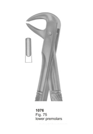 Lower Premolars