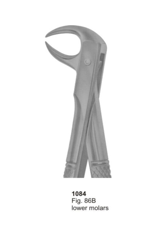 Lower Molars