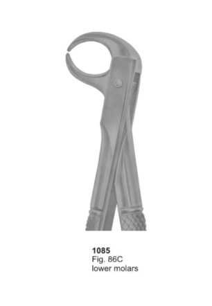 Lower Molars