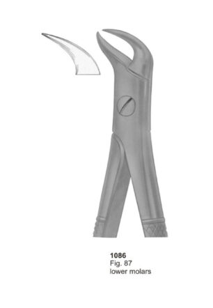 Lower Molars