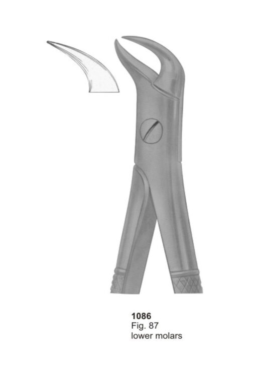 Lower Molars