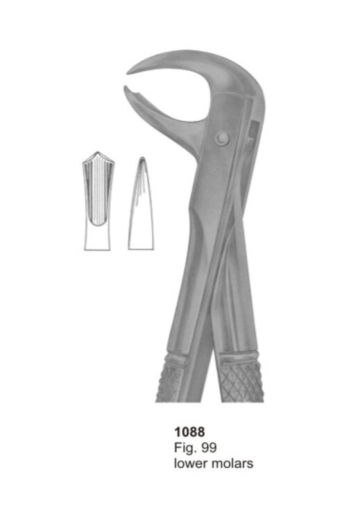 Lower Molars