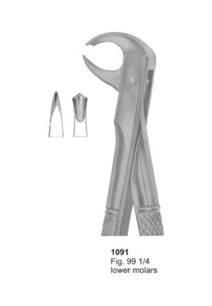 Lower Molars