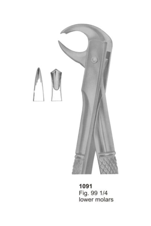 Lower Molars